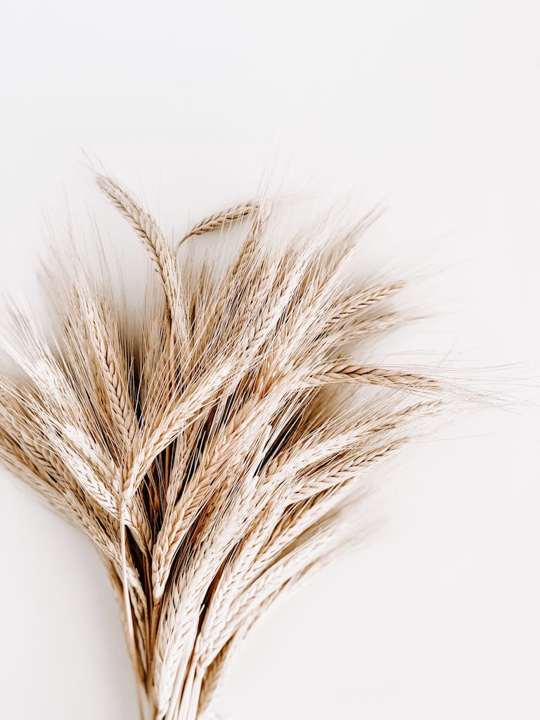 A detailed close-up photo of wheat stalks, showcasing their texture and natural color against a neutral background.